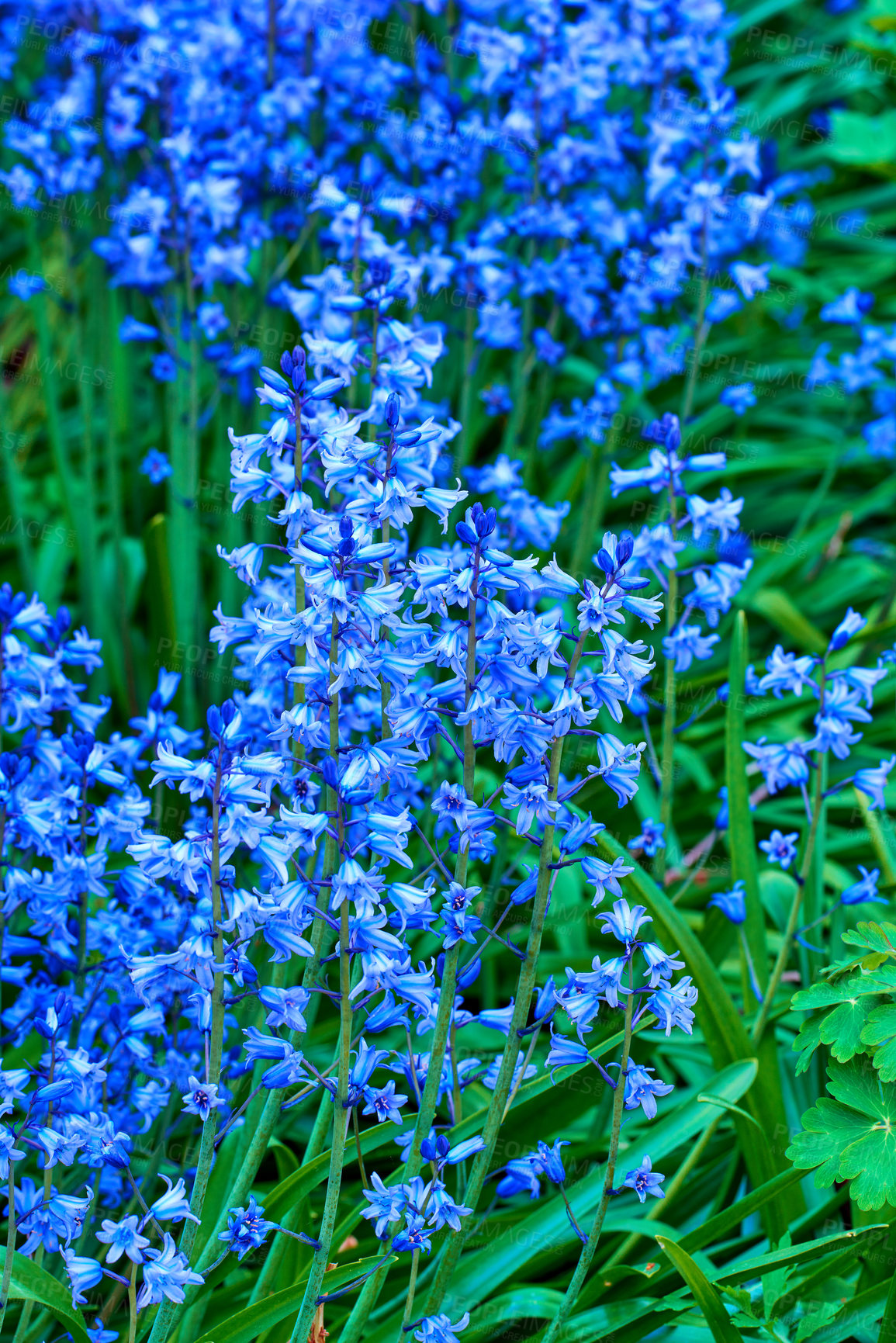 Buy stock photo Bluebell Scilla Siberica, blue flowers. Popular landscape plant can be invasive. Squill readily spreads itself and is hardy and cold tolerant. Starry flora often found in wooded areas in early spring