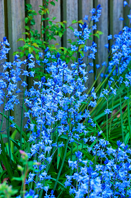 Buy stock photo Bluebell, Scilla Siberica, blue flowers. Landscape plant can be invasive. Squill spreads itself and is cold tolerant Starry flora often found in wooded areas in early spring. Vibrant colour wallpaper