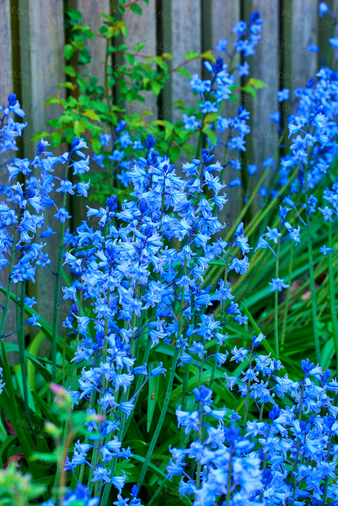 Buy stock photo Bluebell, Scilla Siberica, blue flowers. Landscape plant can be invasive. Squill spreads itself and is cold tolerant Starry flora often found in wooded areas in early spring. Vibrant colour wallpaper