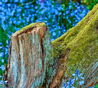 Buy stock photo Mossy stump in a field of blue flowers. Moss covered decaying tree surrounded by vibrant wild bluebells in spring. Closeup view of colorful, stunning nature scene in a botanical garden or arboretum.