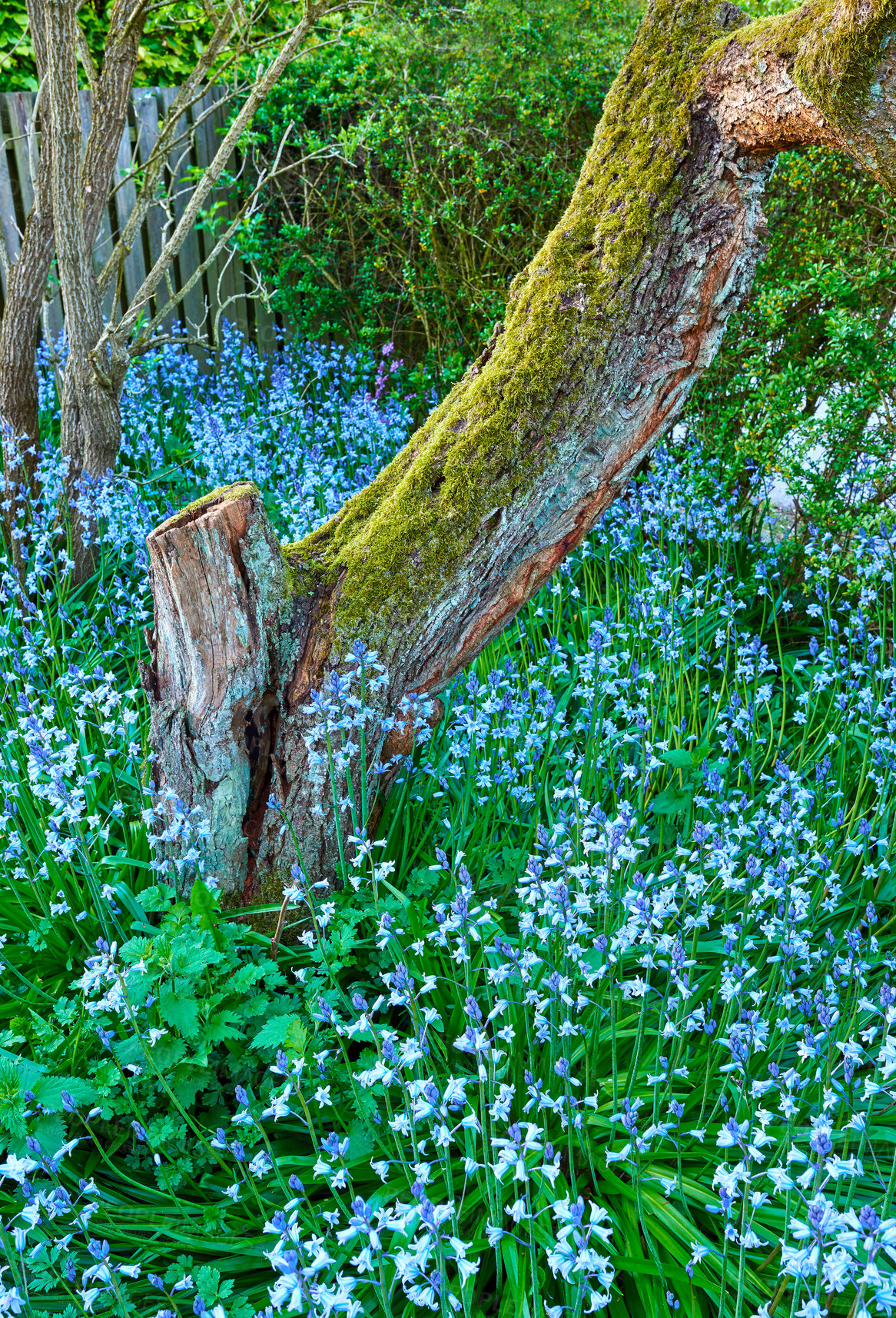 Buy stock photo Top view of bluebell flowers in lush forest in summer. Blue plants growing in botanical garden in spring from above. Beautiful flowering plants budding in green backyard. Flora flourishing in nature