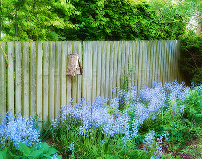 Buy stock photo Muted rural garden of bluebells against a rustic wooden fence post. A field of cultivated blue flowers in a backyard in spring. Dreamy colorful nature scene of vibrant indigo blooms and lush greenery