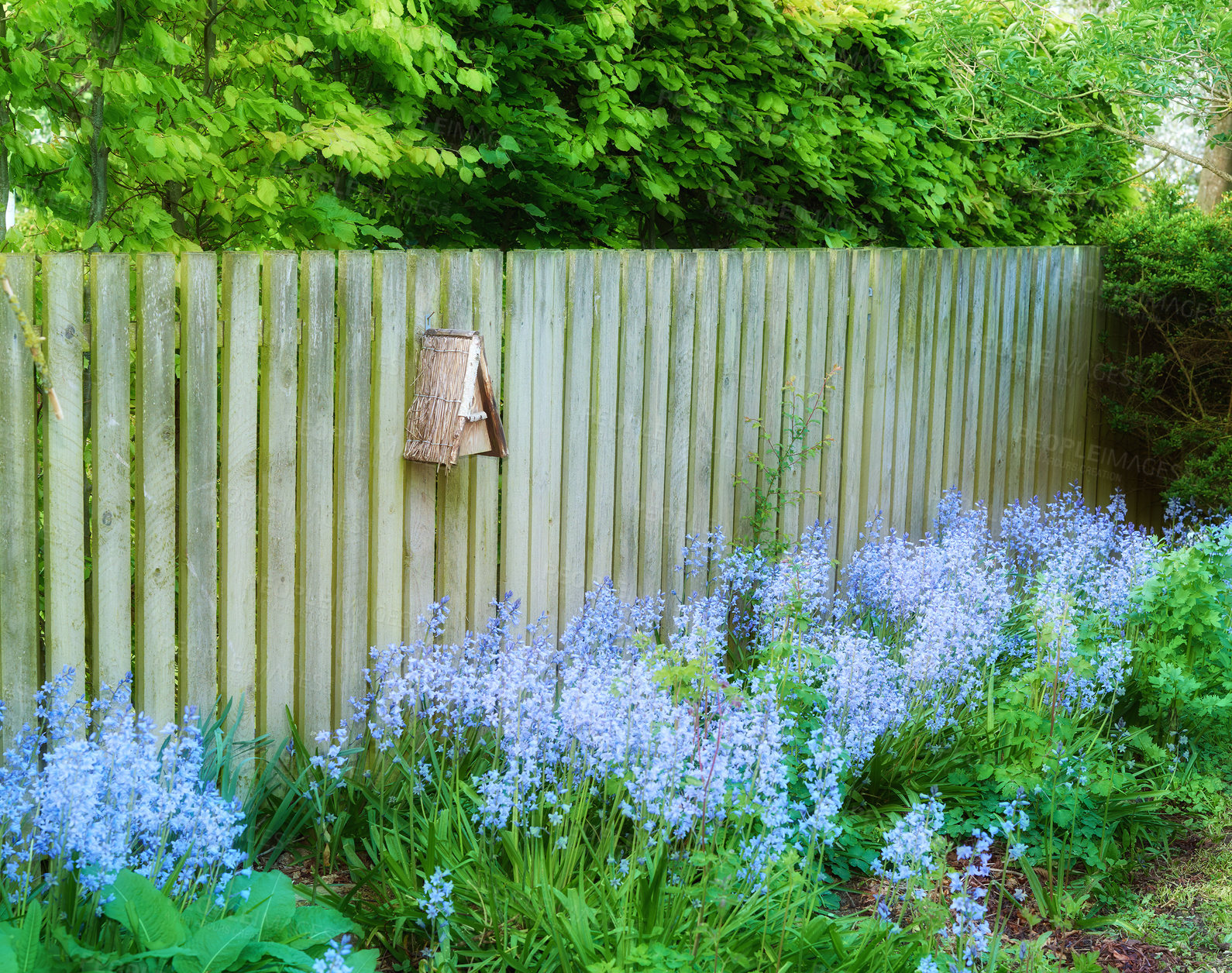 Buy stock photo Muted rural garden of bluebells against a rustic wooden fence post. A field of cultivated blue flowers in a backyard in spring. Dreamy colorful nature scene of vibrant indigo blooms and lush greenery