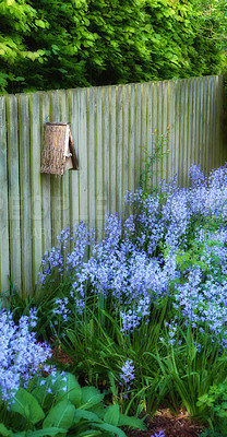 Buy stock photo Landscape view of bluebell flowers in a lush forest in summer. Blue plants growing in a botanical garden in spring. Beautiful violet flowering plants flourishing against a wooden fence in a yard