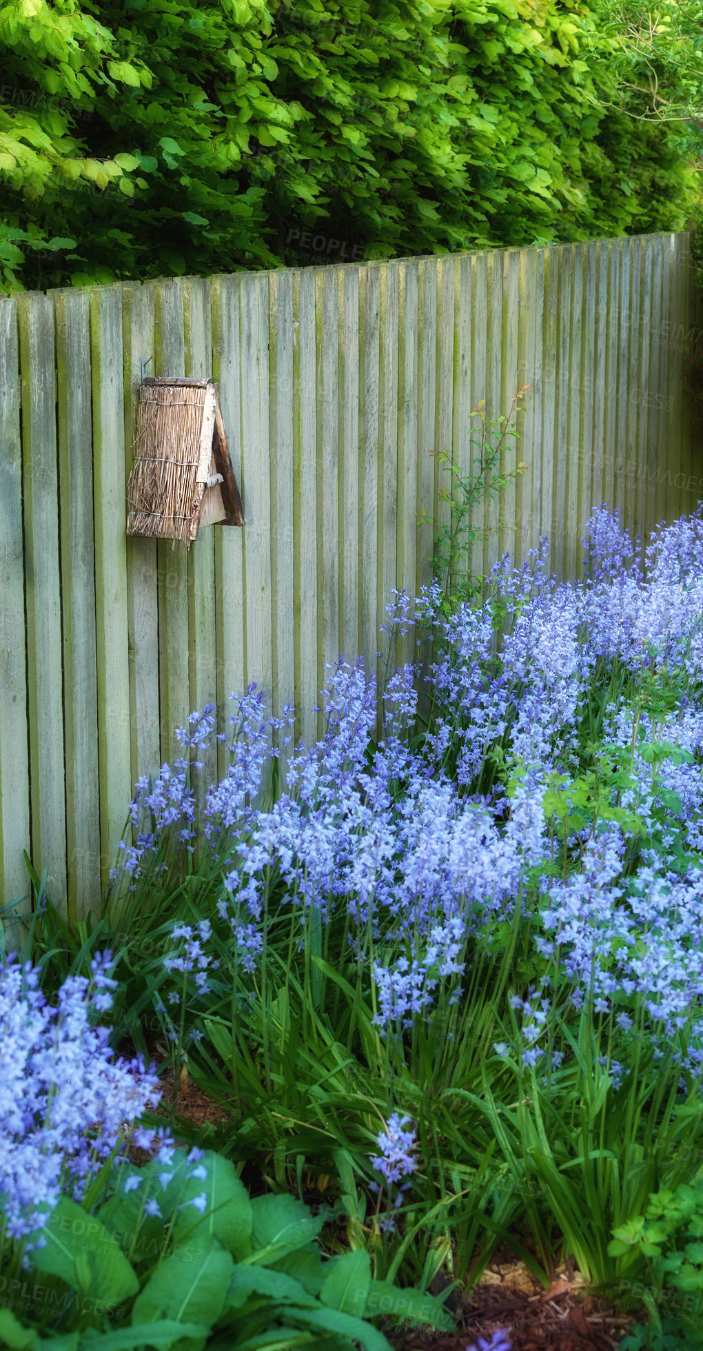 Buy stock photo Landscape view of bluebell flowers in a lush forest in summer. Blue plants growing in a botanical garden in spring. Beautiful violet flowering plants flourishing against a wooden fence in a yard