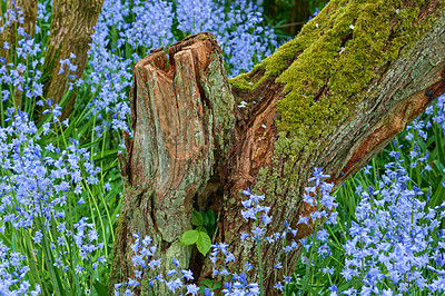 Buy stock photo Moss covered tree trunk surrounded by a field of bluebell flowers. View of vibrant scilla siberica blue flowers in the woods in late spring. Beautiful flowers of the species Hyacinthoides non-scripta