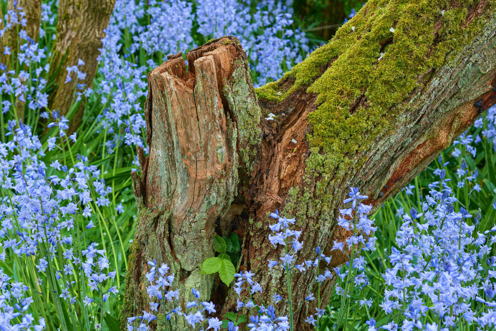 Buy stock photo Moss covered tree trunk surrounded by a field of bluebell flowers. View of vibrant scilla siberica blue flowers in the woods in late spring. Beautiful flowers of the species Hyacinthoides non-scripta