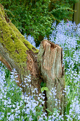 Buy stock photo Moss covered wooden tree stump with blossoming bush of vibrant bluebell flowers in background. Serene, peaceful private home backyard with blue scilla siberica plants growing in empty tranquil garden