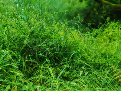 Buy stock photo Closeup of long green grass with lush sedge growing in a garden or a swamp in summer. A mass of tall leafy weeds in a forest. An overgrown lawn in a backyard for a fresh, moist vegetative environment