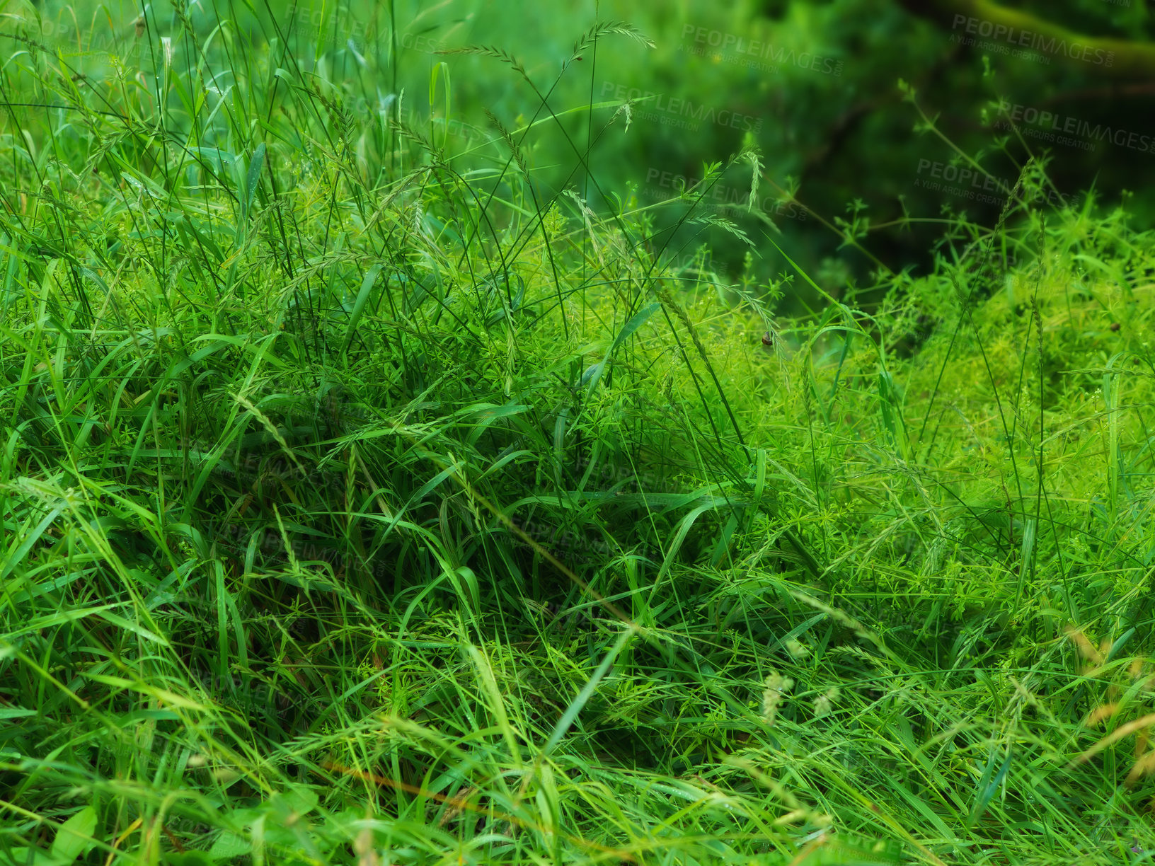 Buy stock photo Closeup of long green grass with lush sedge growing in a garden or a swamp in summer. A mass of tall leafy weeds in a forest. An overgrown lawn in a backyard for a fresh, moist vegetative environment