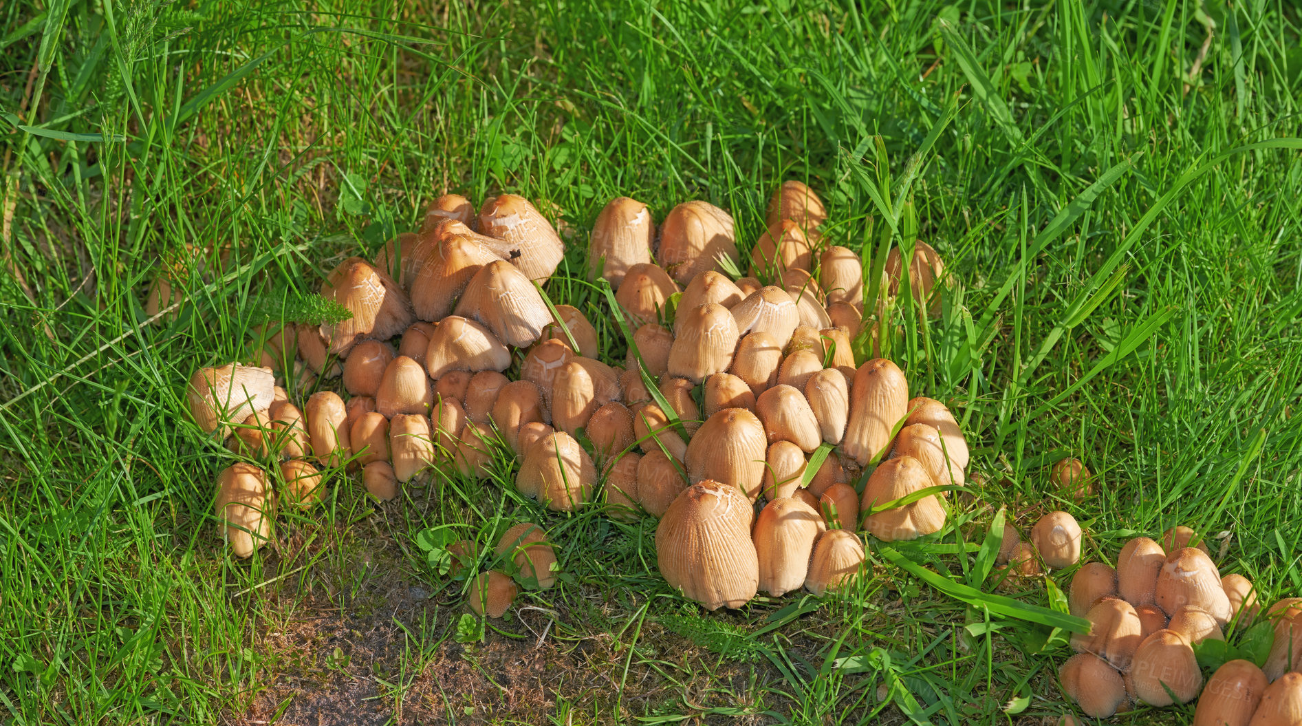 Buy stock photo A brown textured ink cap mushroom scattered on the grass. A bunch of sprouts surrounded by big bush lawn in the field in a backyard on a sunny day. The wild mushrooms are growing in the field