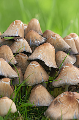 Buy stock photo Cluster of mushrooms and bright green grass growing in a garden in spring. Bunch of poisonous fungus spreading in a field in nature on a sunny day. Ink cap or Coprinellus micaceus plant background