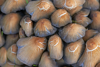 Buy stock photo A closeup of many common inkcap mushrooms growing in the wild with details of the brown textures and patterns. Raw and fresh edible fungi with inky caps in abundance grown outside in a garden or farm