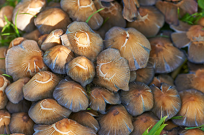 Buy stock photo Coprinus micaceous mushrooms with brown shiny caps and lamellar structure in a forest from above. Closeup of edible ink cap mushrooms. Bunch of edible brown mushrooms in a garden on a sunny day