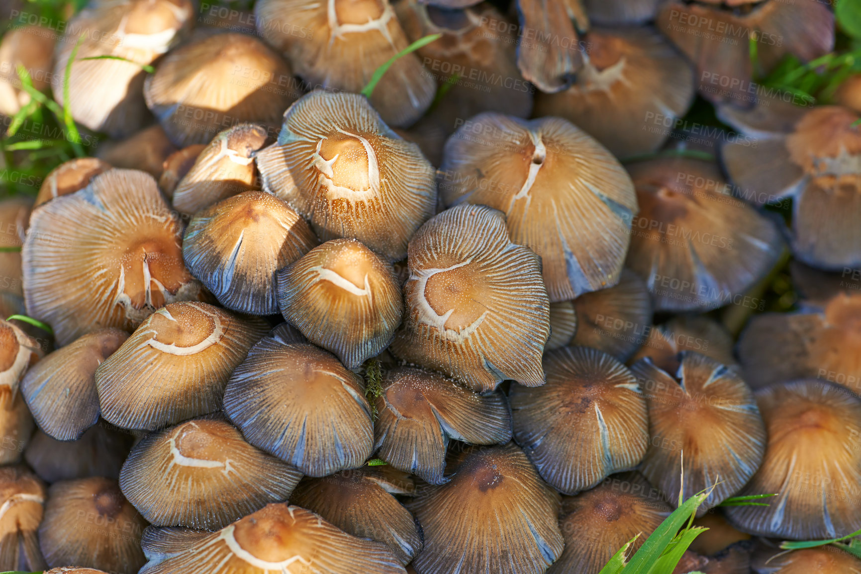 Buy stock photo Coprinus micaceous mushrooms with brown shiny caps and lamellar structure in a forest from above. Closeup of edible ink cap mushrooms. Bunch of edible brown mushrooms in a garden on a sunny day