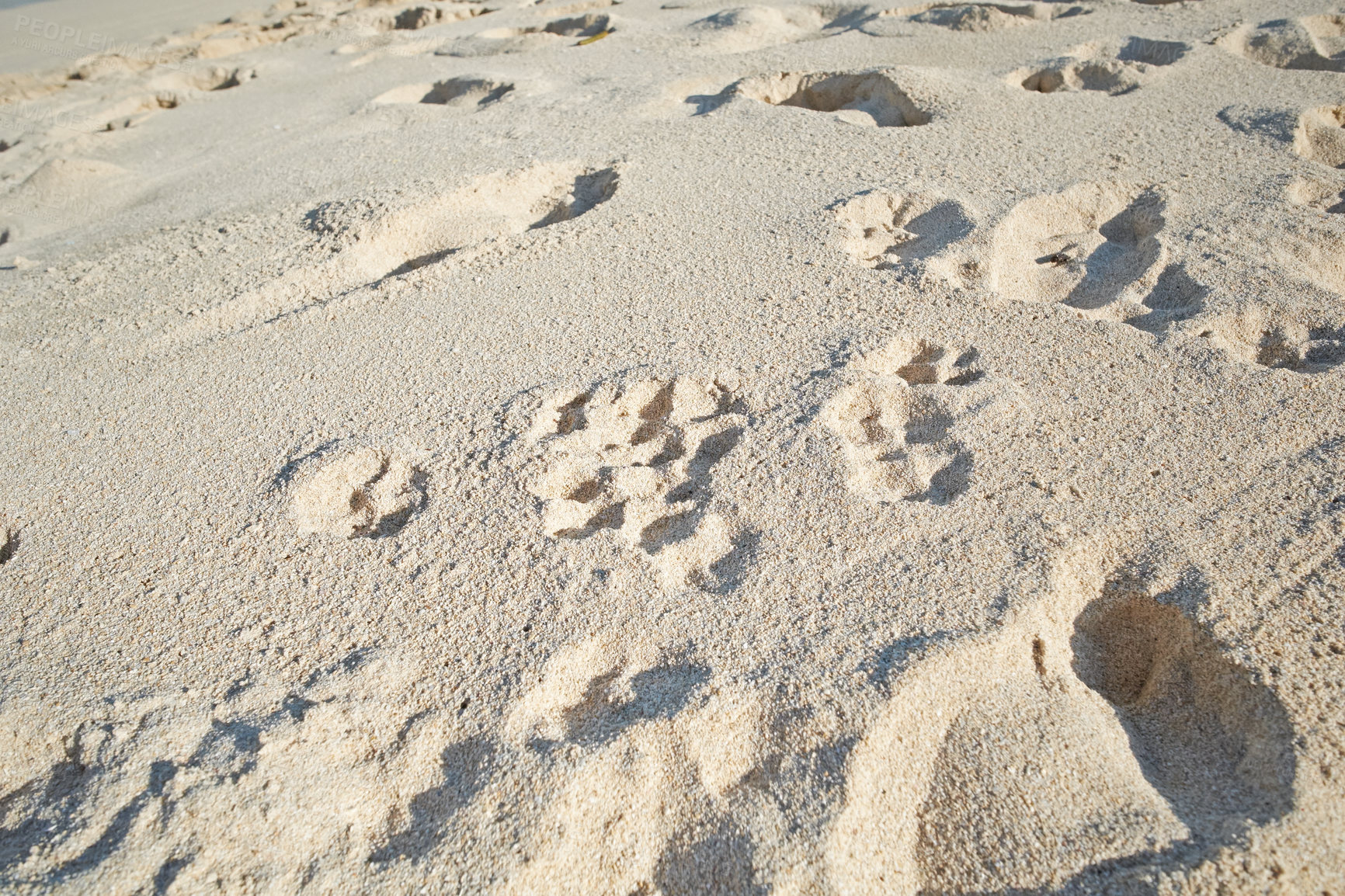 Buy stock photo Footprints in beach sand along the coast on sunny day. Relaxing and peaceful landscape to enjoy and unwind for summer vacation or getaway. Dunes in the desert with grainy surface texture