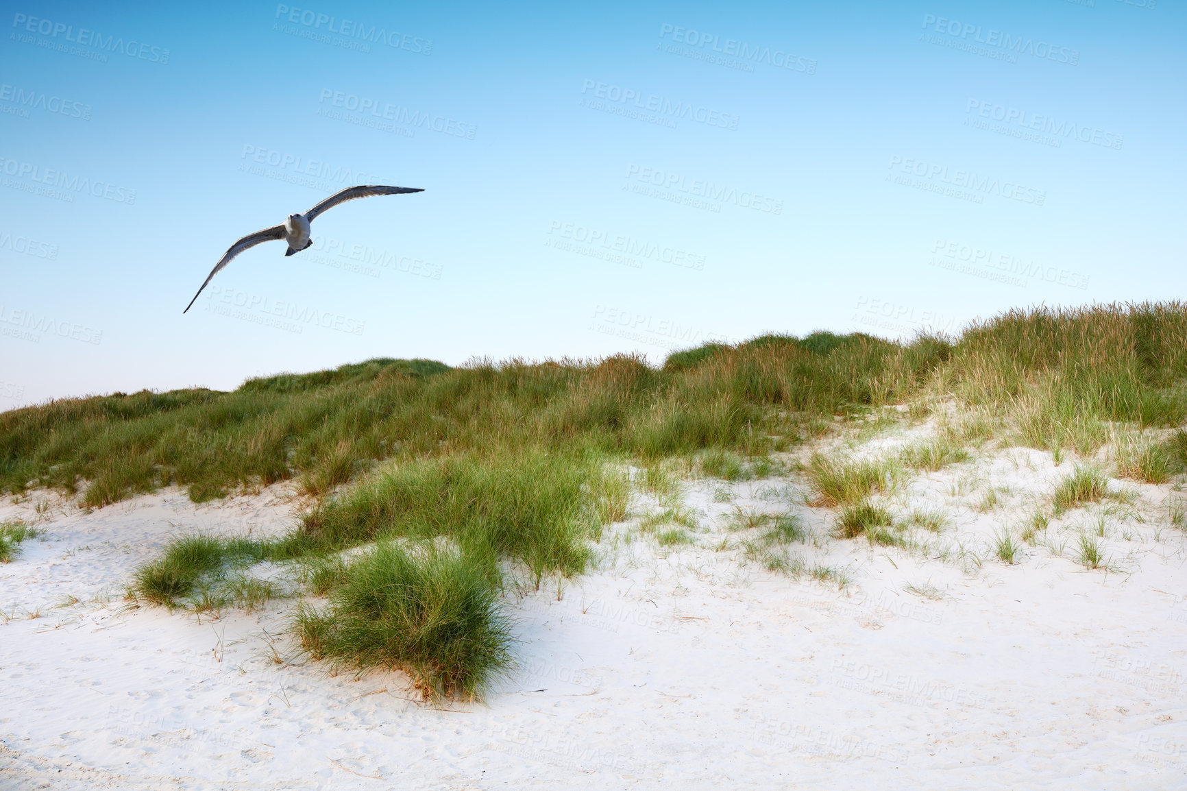 Buy stock photo Background, blue sky and beach sand in environment for peace, nature and tropical island for travel or vacation. Dune, seagull and bushes for shore, landscape and outdoor summer for holiday adventure