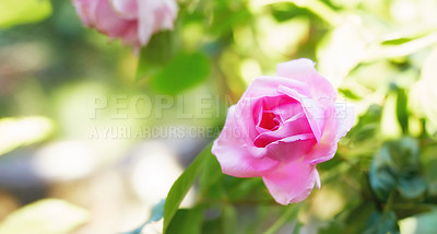 Buy stock photo Outdoor, plants and pink rose with growth for sustainable gardening, environment and spring season. Nature, ecosystem and blossom with flowers for admiration symbol, floral petals and conservation