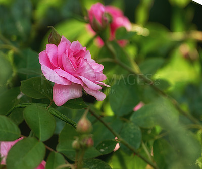 Buy stock photo A photo of a beautiful rose