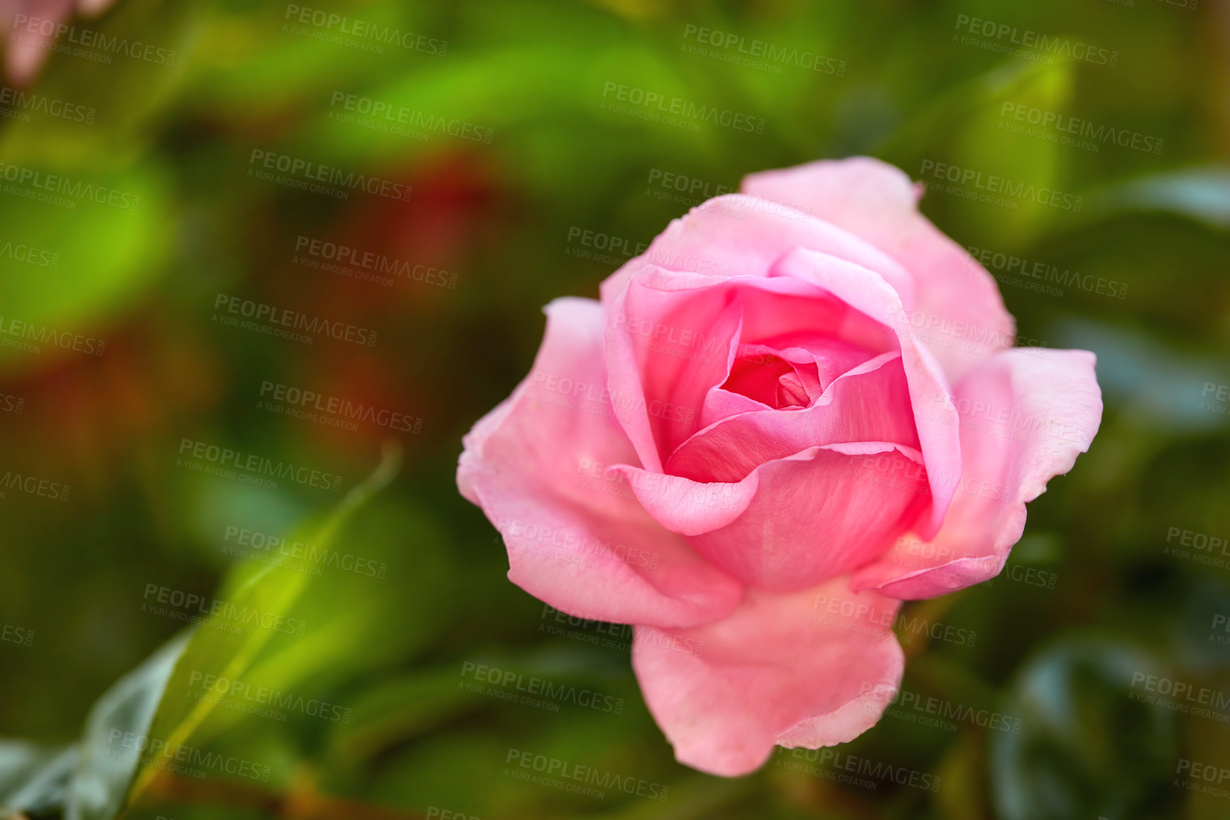 Buy stock photo A photo of a beautiful rose