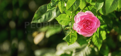 Buy stock photo A photo of a beautiful rose