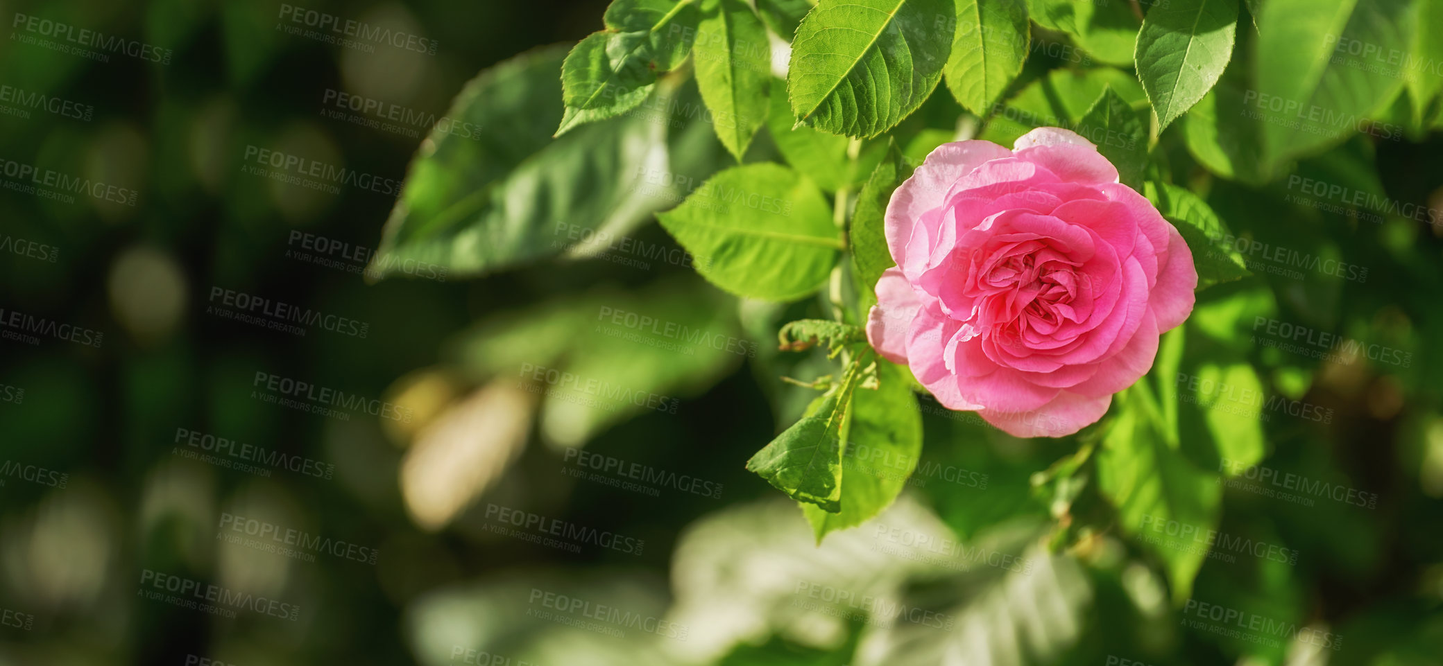 Buy stock photo A photo of a beautiful rose