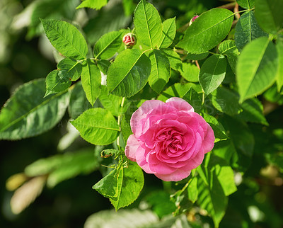 Buy stock photo Outdoor, flowers and pink rose with growth for sustainable gardening, environment and spring season. Nature, ecosystem and plants with blossom bud for admiration symbol, floral petals or conservation