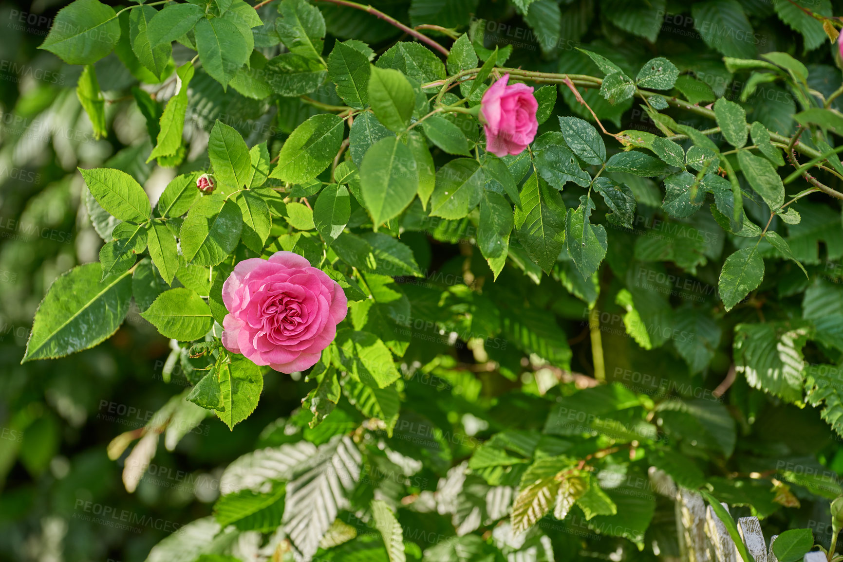 Buy stock photo Nature, plants and pink rose with growth for sustainable gardening, environment and spring season. Outdoor, ecosystem and blossom with flowers for admiration symbol, floral petals and conservation