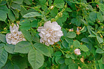 White rose in my garden