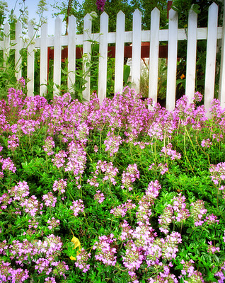 Buy stock photo Nature, bush and flowers by fence in garden for botany, floriculture and colorful blossom. Growth, season and purple thyme petals, floral plants and leaves for outdoor field landscape in spring.