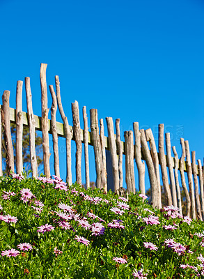 Buy stock photo Fence, flowers and daisy in garden for growth, sustainability and environment in spring season outdoor. Nature, ecosystem and plants with blossom for loyalty symbol, floral petals and conservation