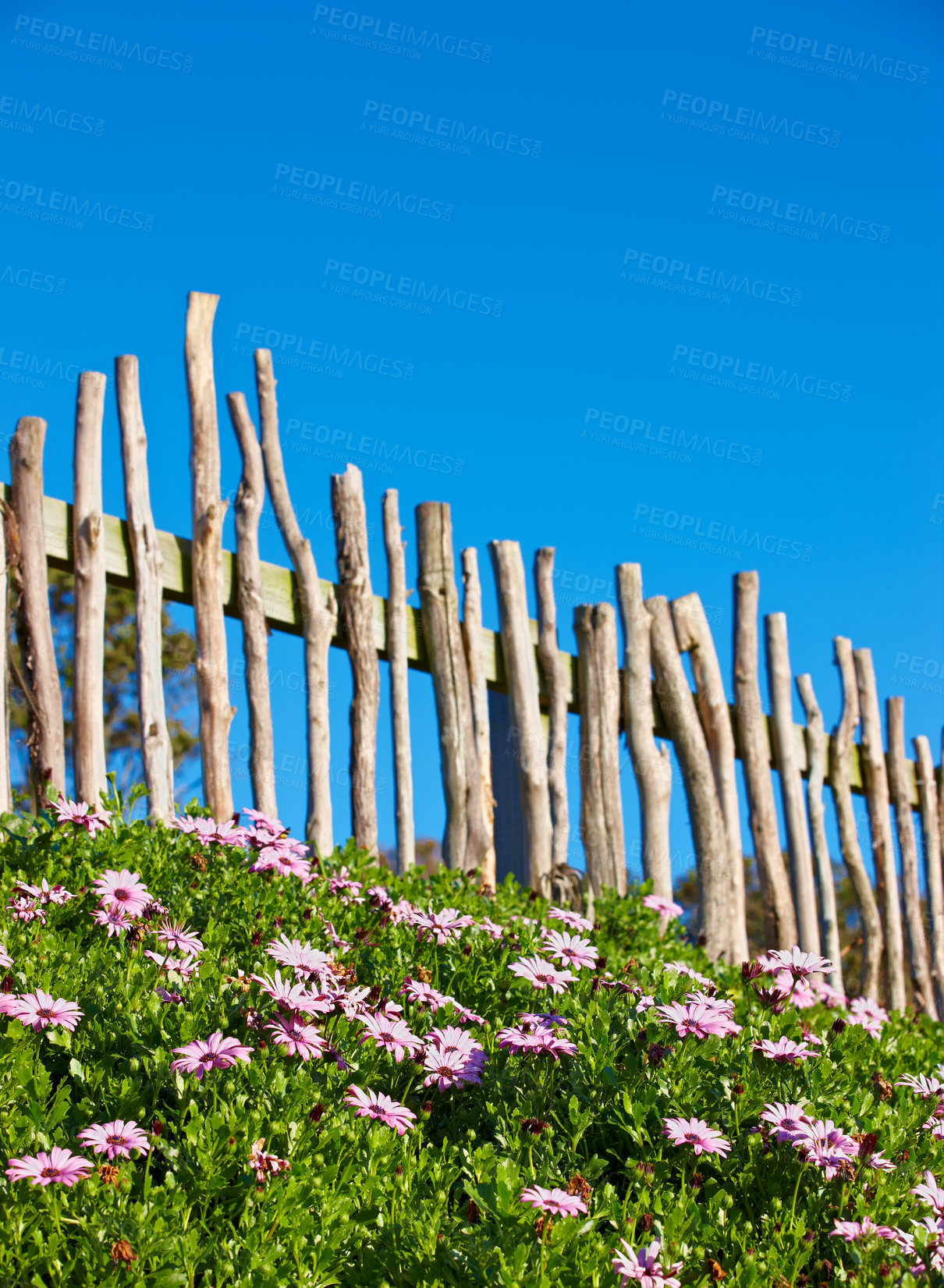 Buy stock photo Fence, flowers and daisy in garden for growth, sustainability and environment in spring season outdoor. Nature, ecosystem and plants with blossom for loyalty symbol, floral petals and conservation