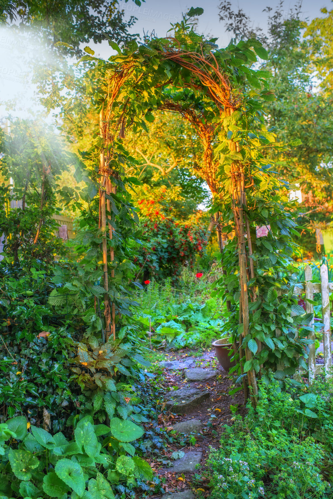 Buy stock photo Nature, garden and arch with path in morning for environment, ecosystem and landscape. Natural background, empty backyard and sunshine with plants, flowers and leaf with trail for gardening design