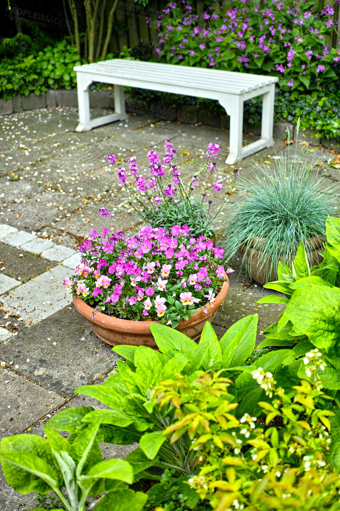 Buy stock photo Garden, flowers and viola in pot for growth, sustainability and environment in spring season outdoor. Nature, ecosystem and plants with blossom for innocence symbol, floral petals and eco friendly