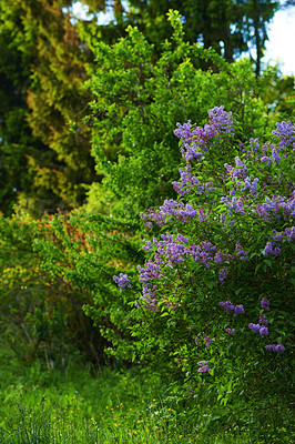 Buy stock photo Nature, bush and flowers outdoor in garden for botany, floriculture and colorful blossom. Growth, season and purple syringa vulgaris petals, floral plants and leaves for field landscape in spring.