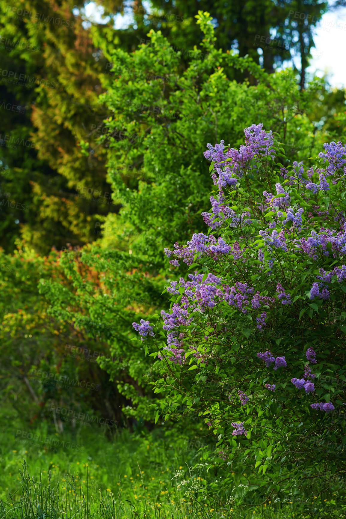 Buy stock photo Nature, bush and flowers outdoor in garden for botany, floriculture and colorful blossom. Growth, season and purple syringa vulgaris petals, floral plants and leaves for field landscape in spring.