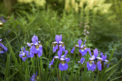 Buy stock photo Nature, bush and flowers in garden for botany, floriculture and colorful blossom. Growth, season and purple iris petals, floral plants and leaves for outdoor field or park landscape in spring.