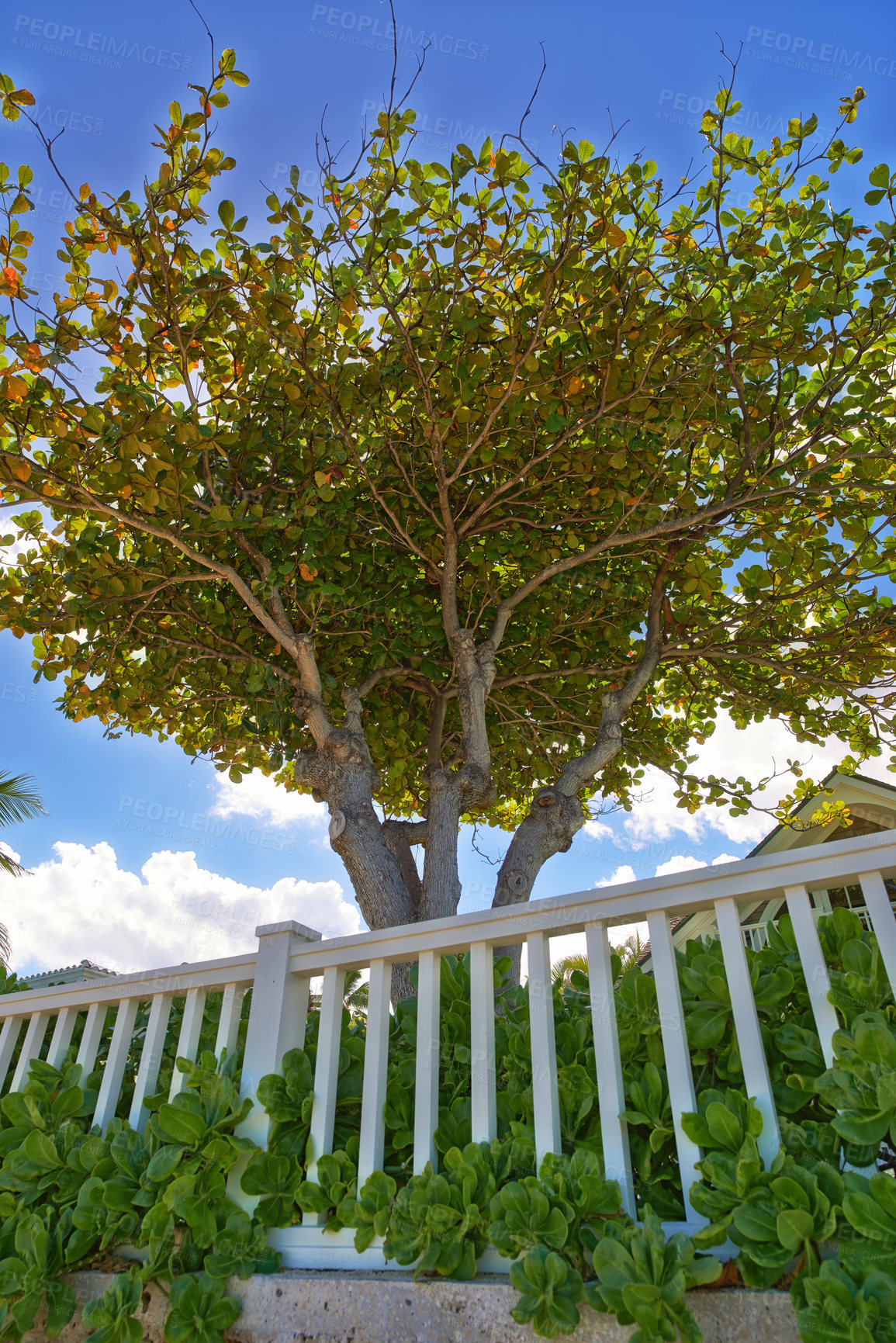 Buy stock photo Tree, garden or fence with porch for natural growth, eco friendly environment or conservation in neighborhood. Empty, barricade and wood with branches, leaves or greenery for outdoor decor or ecology