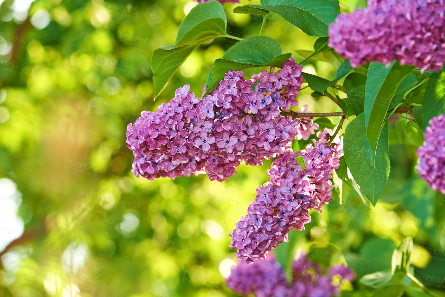 Buy stock photo Garden, nature or purple flower with leaves on tree for natural growth, bloom or blossom. Closeup, petals and lush with pink floral sprout for botanical conservation, spring season or colorful plant