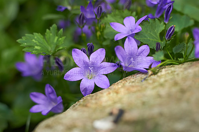 Buy stock photo Purple flower, petal and nature with plant, leaves or sprout for blossom or blooming in garden. Closeup, forest or stem with natural growth for spring season, ecology or eco friendly environment