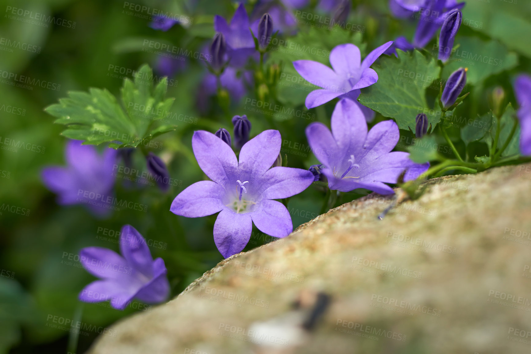 Buy stock photo Purple flower, petal and nature with plant, leaves or sprout for blossom or blooming in garden. Closeup, forest or stem with natural growth for spring season, ecology or eco friendly environment