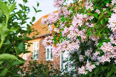 Buy stock photo Garden, flower and leaves with house for natural growth, plantation or outdoor ecology. Closeup, colorful petals and blossom with bloom, botany or lush plants in backyard for eco friendly environment