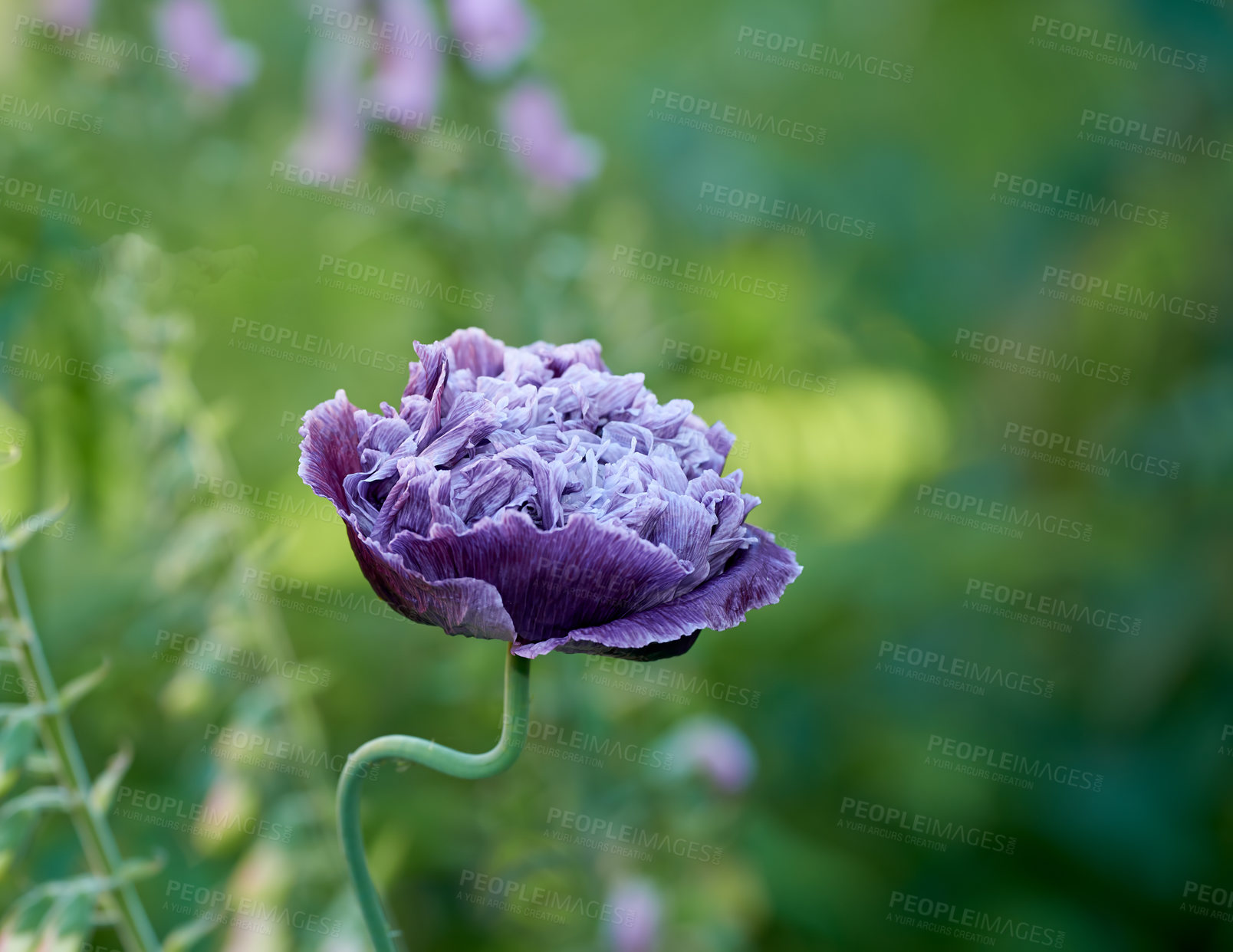 Buy stock photo Beautiful poppies in early summertime