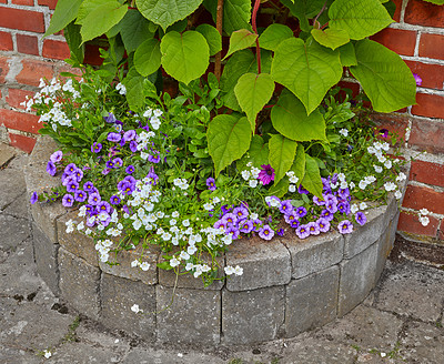 Buy stock photo Stone, garden or flowers with leaves or plant for natural growth, floral design or conversation. Closeup, empty and lush with colorful petals, sprout or blooming on wall with blossom in spring season