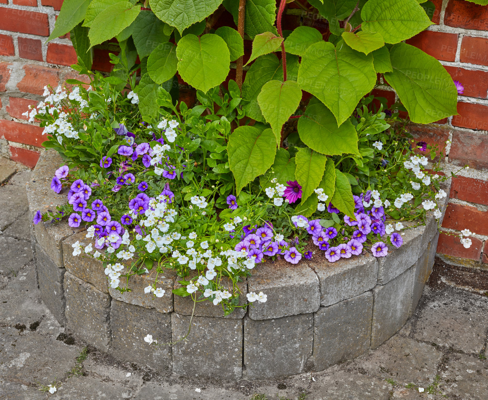 Buy stock photo Stone, garden or flowers with leaves or plant for natural growth, floral design or conversation. Closeup, empty and lush with colorful petals, sprout or blooming on wall with blossom in spring season