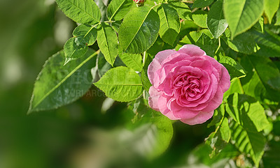 Buy stock photo Closeup of a beautiful pink colour rose in full bloom with rose bud growing in a countryside garden in summer with lush green leaves on a tree. One flower blossoming in a backyard garden in summer
