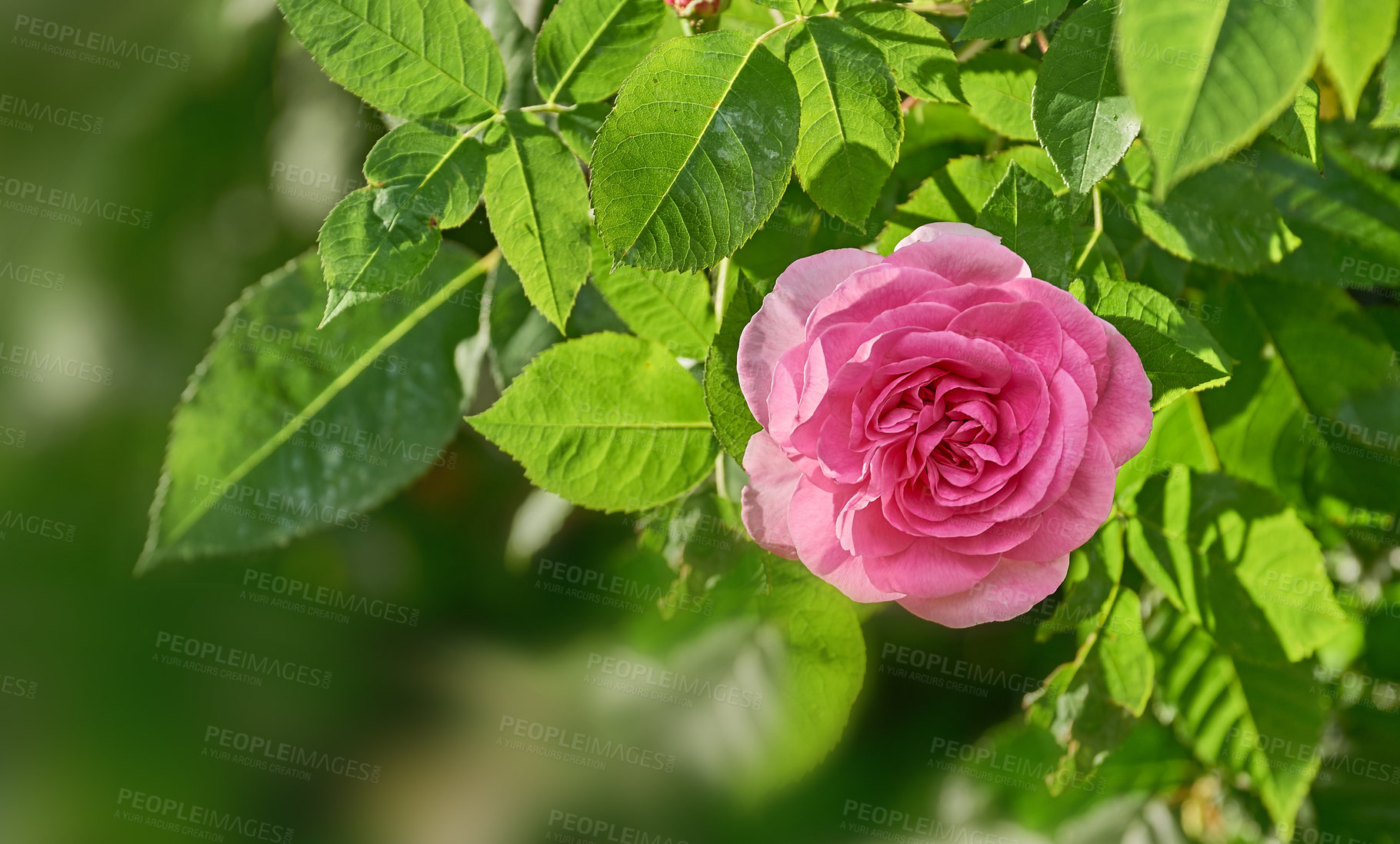 Buy stock photo Closeup of a beautiful pink colour rose in full bloom with rose bud growing in a countryside garden in summer with lush green leaves on a tree. One flower blossoming in a backyard garden in summer
