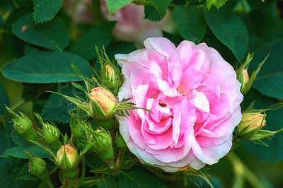 Buy stock photo Closeup of one pink rose growing on tree on lush green ground in summer. A single flower blooming on green field in spring. View of magenta plant blossoming in garden. Beautiful flowerhead in nature
