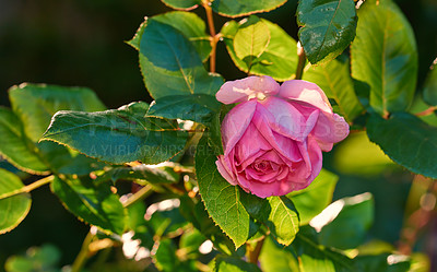 Buy stock photo Pink rose budding on a tree in a botanical garden. Closeup of a pretty summer flower growing in nature. Petals blossoming on floral plant in a backyard. Flowerhead blossoming in a park in spring