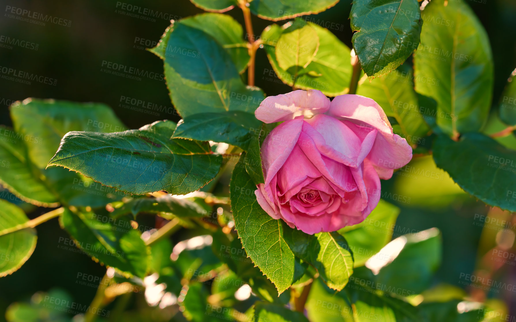 Buy stock photo Pink rose budding on a tree in a botanical garden. Closeup of a pretty summer flower growing in nature. Petals blossoming on floral plant in a backyard. Flowerhead blossoming in a park in spring